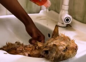 Nessuno sembrava volersi fermare per aiutare questo gatto immobile ad allontanarsi da quella situazione di pericolo