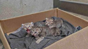 Non c’era traccia di mamma gatta e i poveri gattini urlavano, abbandonati davanti al cancello di una casa – Video