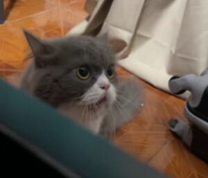 Non ha mai capito come miagolare, ed è proprio per questo che il gatto ha ufficialmente sciolto i cuori di tutti