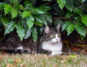 Piccole cose da sapere: questi sono i modi in cui puoi ritrovare il tuo gatto scomparso