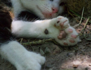 Queste sono 5 cose da sapere sui gatti polidattili: assolutamente speciali