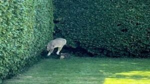 Questo papà umano non era affatto preparato alla reazione del gatto che, dopo aver vissuto in casa, viene lasciato fuori