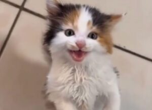 Sembra un adorabile gattino, ma non fatelo arrabbiare, basta poco per farlo diventare una vera belva