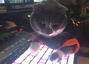 Sì, questo gatto è diventato famoso perché ha davvero accesso a un sacco di strumenti musicali (e li suona)