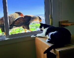 Un incontro davvero inusuale: ecco il momento in cui il gatto e il grande rapace si guardano negli occhi