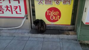 Viste le sue condizioni, il gatto era stato lasciato lì: tutti pensavano che fosse spacciato e nessuno voleva aiutarlo – Video