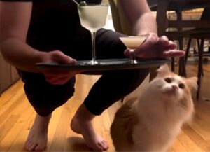 Viziato? Eccome, questo gatto non può certo rinunciare al suo adorato aperitivo serale (con cocktail per mici)