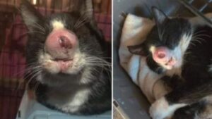 Avevano pensato di sopprimerlo: nessuno sospettava che il gatto avesse solo ricevuto una diagnosi sbagliata