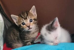 Mamma gatta non ha mai conosciuto la vita in casa finché persone gentili non l’hanno lasciata entrare (e hanno salvato i suoi gattini)
