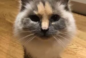 Sembrava che nessuno volesse adottare questo gatto: i segni sul suo volto erano troppo evidenti
