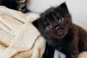 Hanno visto mamma gatta portare i suoi piccoli gattini in cima a una casa e hanno deciso di non lasciarla sola