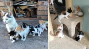 Anche se non aveva nulla da mangiare, mamma gatta ha fatto di tutto per tenere i suoi gattini al sicuro e nutriti