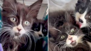 Avevano vissuto per strada e sottoposti a ogni disastro, ma questi gattini non hanno mai smesso di essere speciali