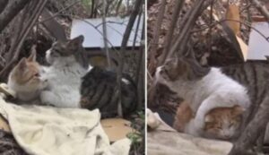 Questo gattino insegna a tutti il significato della vera amicizia prendendosi cura del suo amico disabile