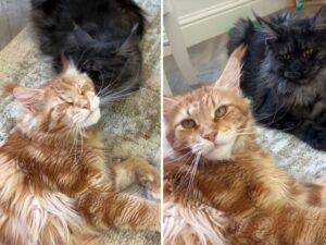 Questi maestosi Maine Coon hanno un legame fraterno così forte che non riescono a smettere di coccolarsi