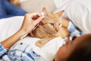 Ai gatti piace la musica?