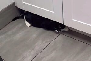 Un gattino che è caduto per sbaglio in un luogo sporco e oscuro si trasforma quando arriva al rifugio