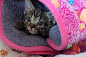 Il gattino nasce e vive a lungo all’aperto affrontando le avversità, ma non smette mai di lottare (e vince)