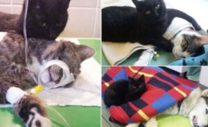 Dopo essere sopravvissuto a una gravissima malattia, questo gatto ha deciso di dedicare la sua vita ad aiutare gli altri mici