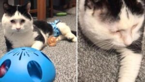 Il gatto bullizzato a causa di un difetto congenito vive finalmente la vita straordinaria che merita