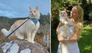 Questo gatto bianco e maestoso ha una vera passione: vivere tutte le avventure insieme alla sua amata proprietaria