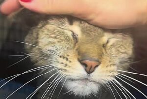 Il gatto che si nascondeva sotto il lavandino in un appartamento abbandonato diventa il micio più vivace che si sia mai visto