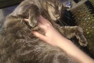 Non ha mai smesso di fidarsi degli esseri umani: nonostante tutto, il gatto continuava ad abbracciare tutte le persone arrivate al rifugio