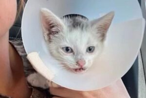 Il gattino coraggioso si è avvicinato a degli sconosciuti per chiedere aiuto e non poteva prendere una decisione migliore