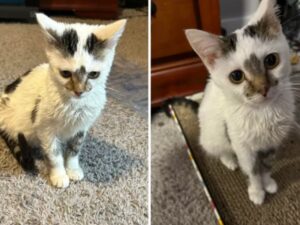 Il gatto affetto da nanismo che rimarrà “per sempre un gattino” sta conquistando i cuori di chiunque lo guardi