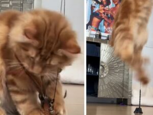 Il modo in cui il Maine Coon gioca con la sua bacchetta dimostra di che ha già le migliori abilità di caccia