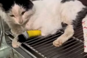 Una coppia rischia di scoppiare in lacrime dopo aver visto un gatto sdraiato in una pozzanghera, in attesa che la sua vita finisse