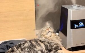 Il Maine Coon è talmente incantato da questo oggetto che i genitori umani si chiedono se non sia ipnotizzato (VIDEO)