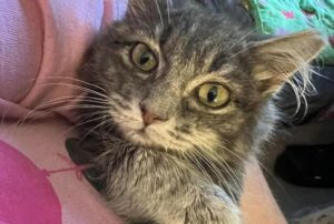Una gattina compare fuori da una casa: era la sorellastra di un gatto salvato poche settimane prima