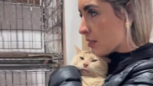 Gatto piange dopo l’alluvione: la ragazza scopre cosa gli è successo