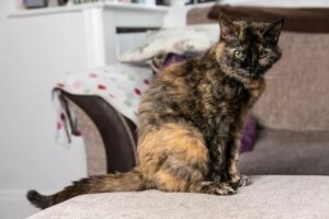Il gatto più anziano del mondo è Millie: ecco quanti anni ha