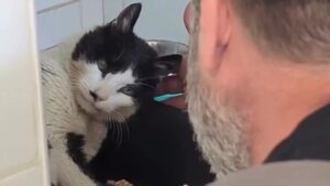 Gatto ritrovato dopo 12 anni: ecco come l’ha riconosciuto