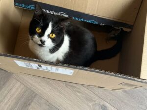 Ecco come questo gatto è riuscito a diventare un vero e proprio “Signore del crimine”