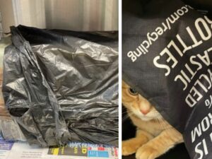 Il gatto era lì, dentro quel trasportino per animali legato con nastro adesivo e gettato oltre il recinto