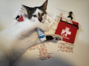 Kit pronto soccorso per il gatto: cosa deve contenere?