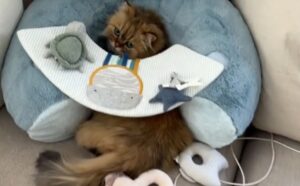 Il Gatto persiano sorprende tutti e mostra qual è la parte migliore (per lui) di avere un neonato in famiglia (VIDEO)
