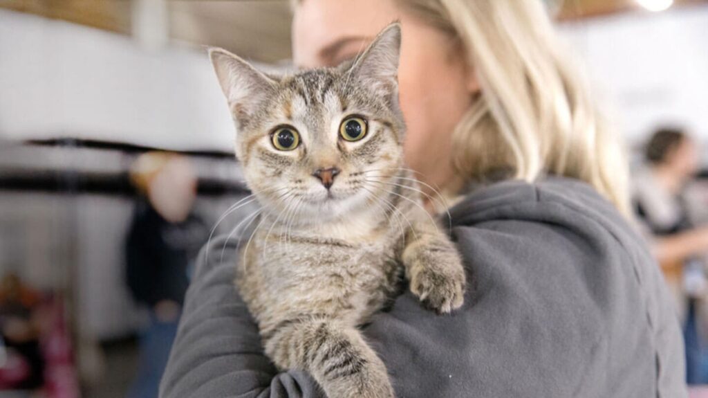 Come scegliere un gatto in gattile?