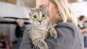 Come scegliere un gatto in gattile?