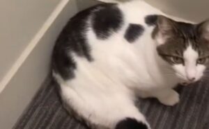 La donna si chiedeva perché il gatto si svegliasse sempre a una certa ora: adesso ha la risposta (VIDEO)