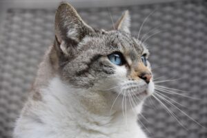 Sparare a un gatto che lo ha morso: il Tribunale assolve questa persona