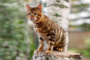 Toyger, come riconoscerlo: caratteristiche e peculiarità