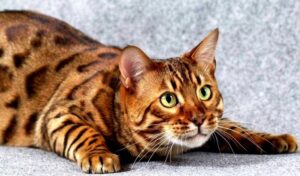 Toyger, salute e malattie: cosa sapere per il suo benessere