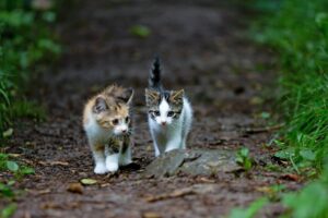 Veleno per uccidere i gatti in una scuola di Pianura