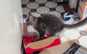 I Maine Coon sono davvero terribili: lasciano alla mamma un vero caos da pulire in cucina