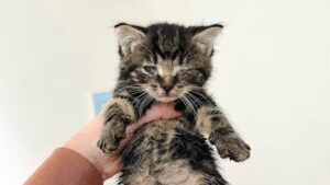 “Sei la mia mamma?” i piccoli gattini chiedevano aiuto ai soccorritori perché non sapevano più a chi rivolgersi – Video