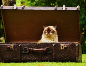 5 consigli da non dimenticare se vuoi viaggiare insieme al tuo gatto